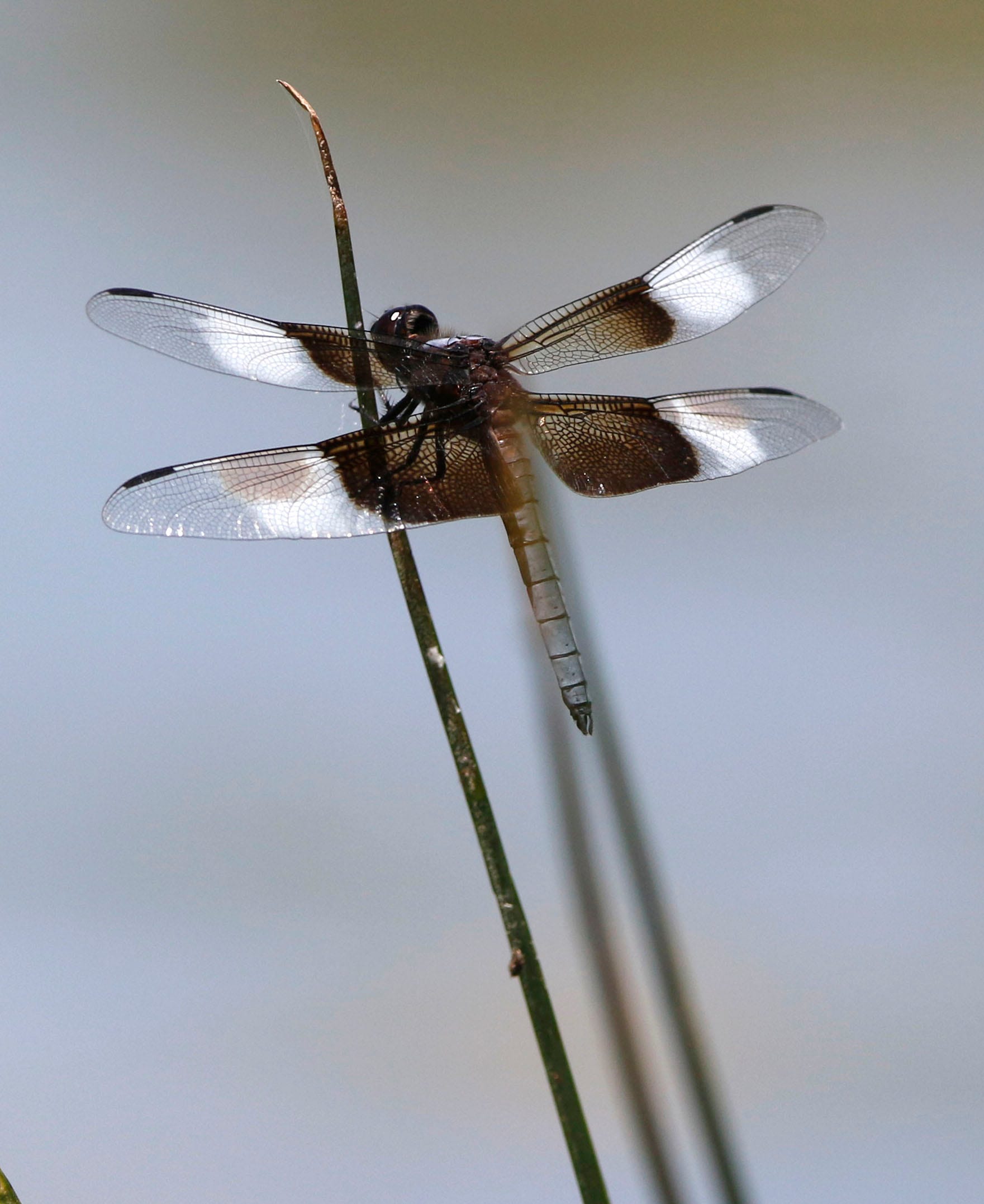 Nature & You: Insect sometimes called a 'Snake Doctor' Nature & You: Insect sometimes called a 'Snake Doctor'