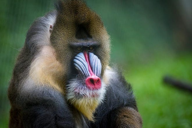 Doug the mandrill, at 22, had surpassed the life expectancy for the colorfully marked primate.