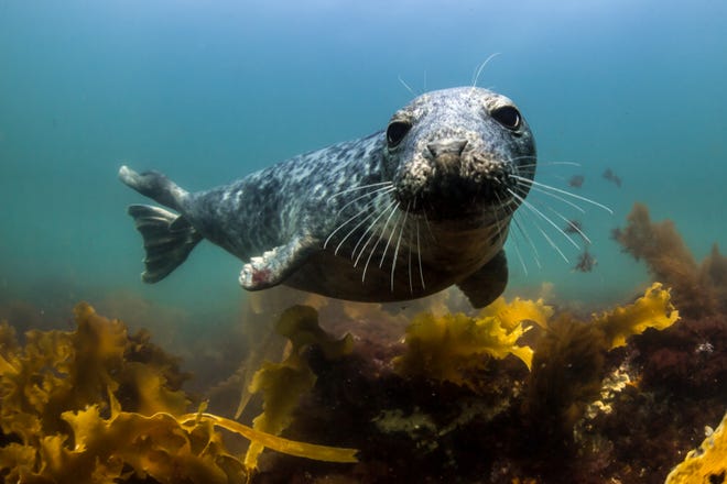 A harbor seal by Grand Prize Winner in 2016, Alex Shure