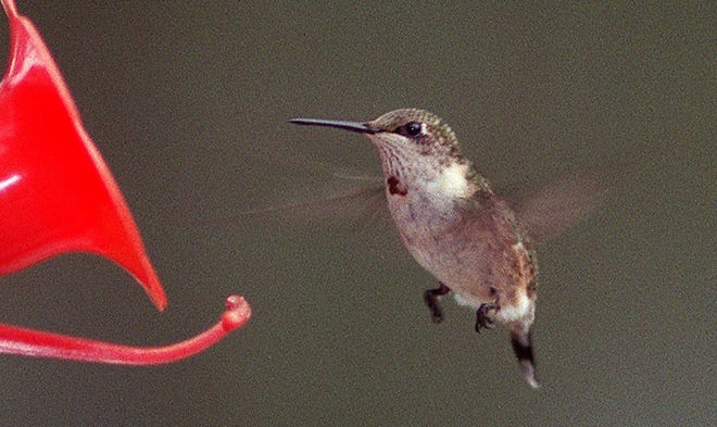 The Marion Audubon Society will explore the world of hummingbirds from 1-2 p.m. today at the Headquarters-Ocala Public Library at 2720 E. Silver Springs Blvd., Ocala. [File photo]