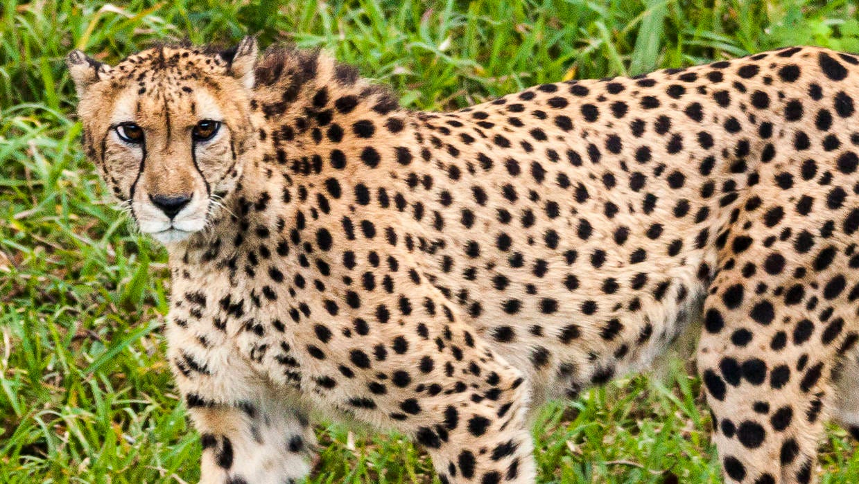Cheetah dies at the Jacksonville Zoo