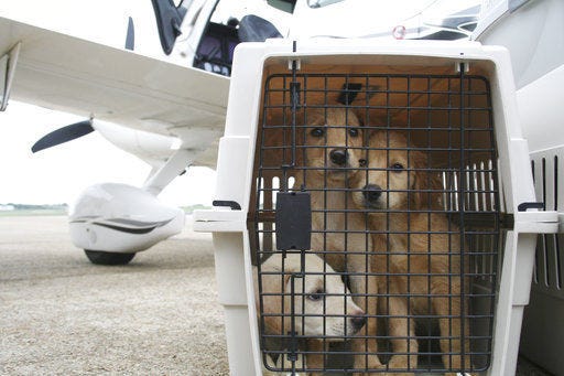FILE - In this Sept. 3, 2009, file photo, crated Labrador-mix puppies await a flight from Montgomery, Ala., to Tampa, Fla. Traveling with pets has become easier thanks to pet-friendly hotels. But air travel with pets is a bigger challenge than a roadtrip, and recent news about pet deaths during air travel worries many owners. Air travel is usually quite safe for dogs and cats, says veterinarian Julia Langfitt, who has treated pets in the U.S. and Asia, and is now based in the U.K. (AP Photo/Mitch Stacy, File)