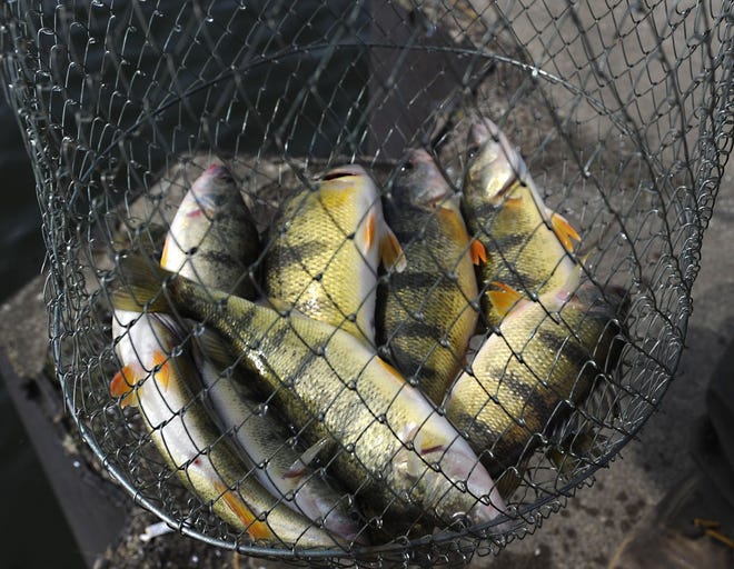 Anglers have enjoyed some good perch fishing recently off the Clay Banks near Trout Run. [FILE PHOTO/ERIE TIMES-NEWS]