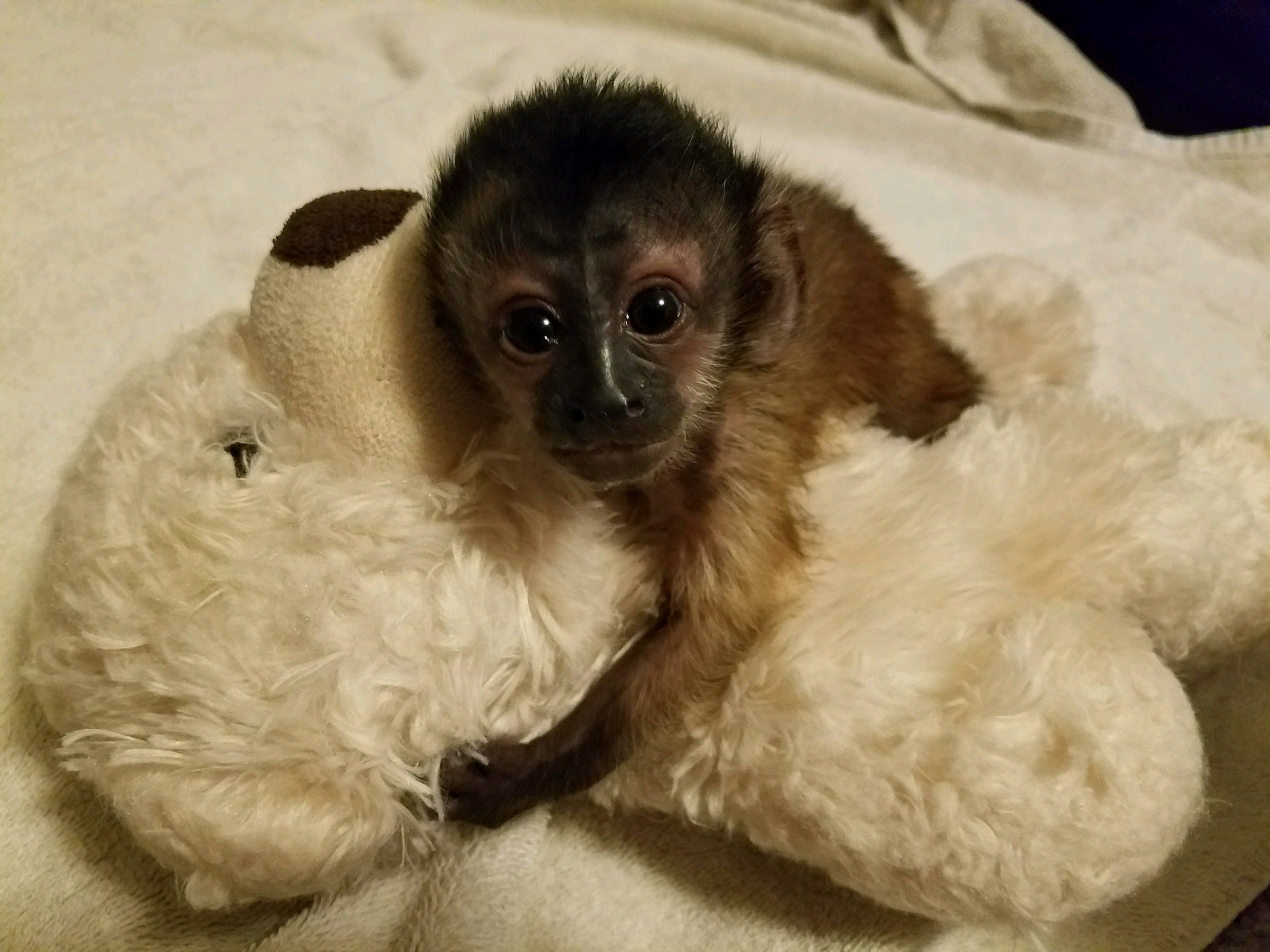 Zookeepers Caring For New Monkey At Dodge City Zoo
