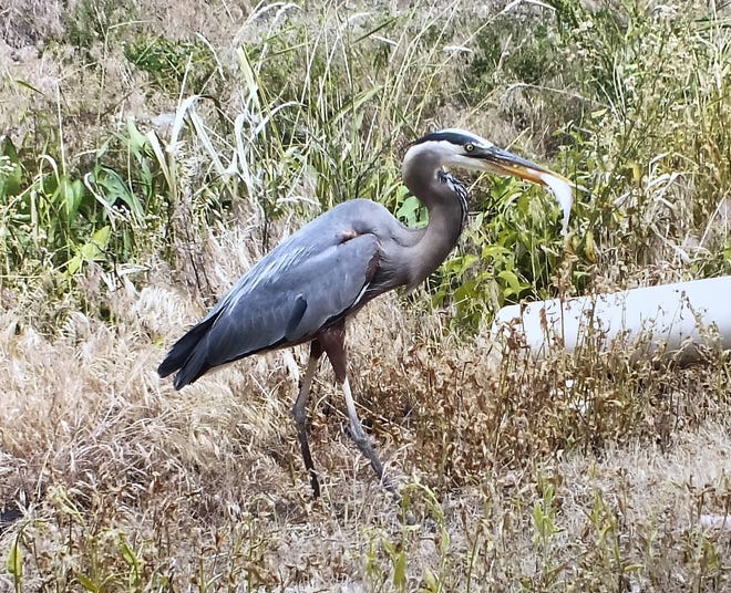 Great Blue Heron with a piece of fish. [John Switzer/Dispatch]