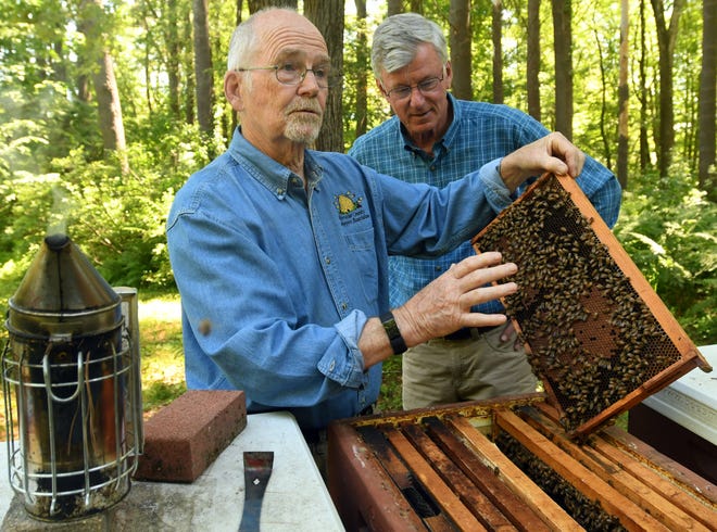 Dick Callahan, left, and Bob Durand check on a frame in Callahan's hive in Holden. [T&G Staff/Christine Hochkeppel]