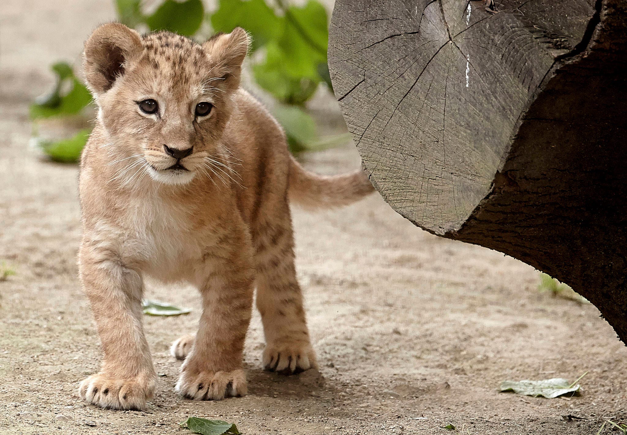 5 rare Barbary lion cubs go on show at zoo in Germany