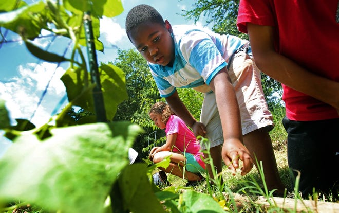 Timothy Mitchell, 10, reaches for a weed while tending to the community garden on Friday. [Brittany Randolph/The Star]