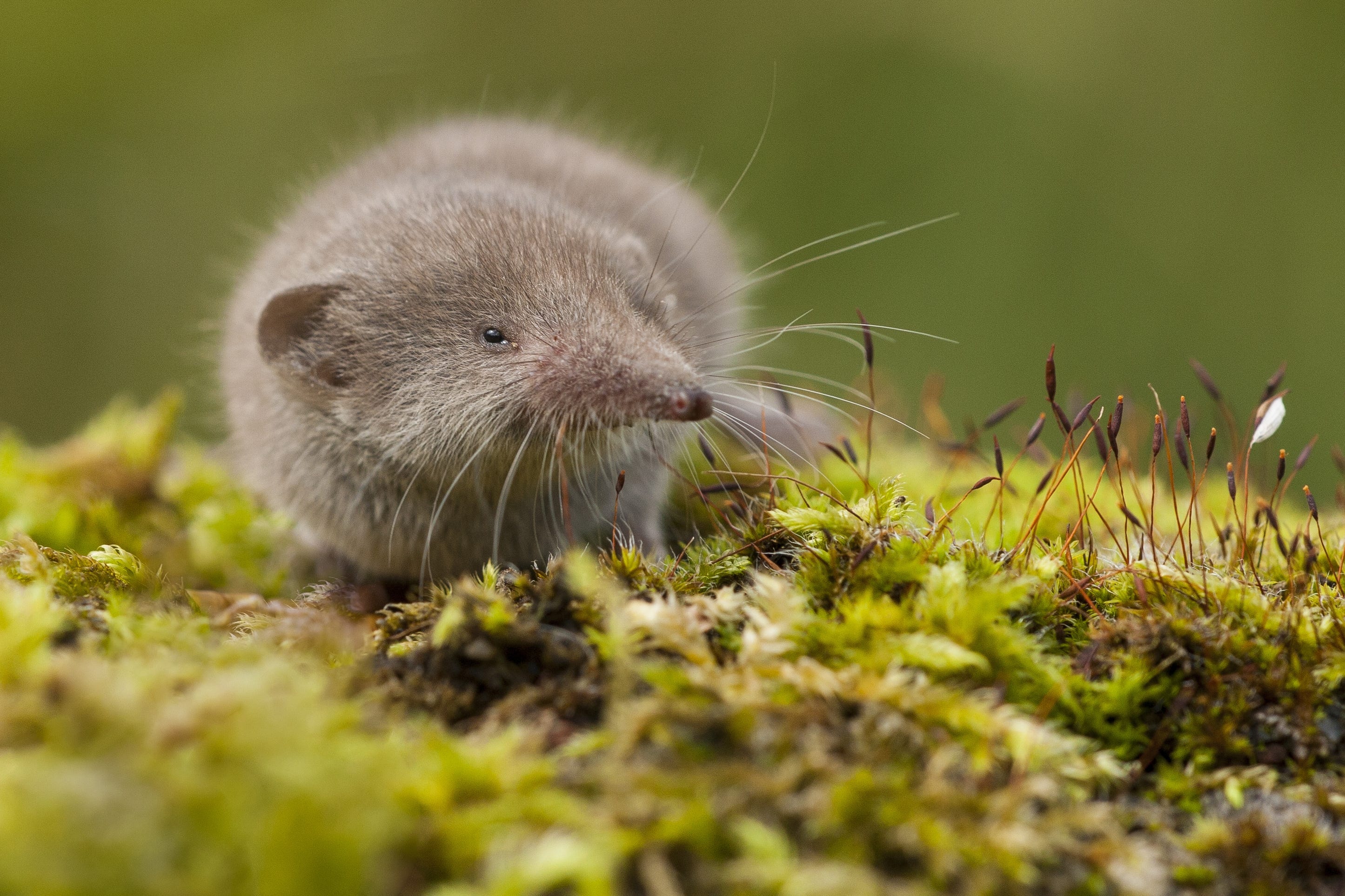When did mammals evolve on Earth and what was the first mammal?