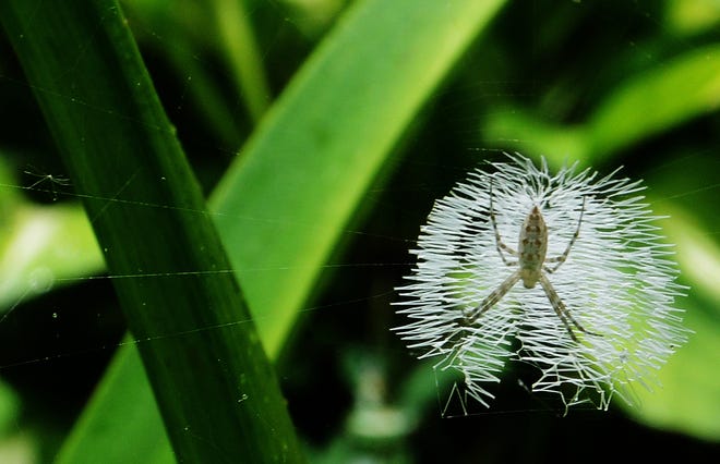 A spider is busy creating intricate webbing between a sprouting leaves. Spiders, insects and mosquitos can be seen roaming about their natural habitats during the summer months. [Janet S. Carter / The Free Press]