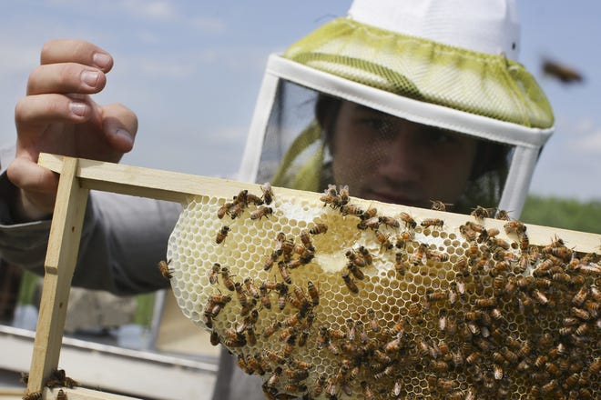 Volunteer Ben Merritt, a graduate student at the University of Cincinnati, checks honeybee hives in 2015 for queen activity and performs routine maintenance in Mason, Ohio. [JOHN MINCHILLO/ASSOCIATED PRESS FILE PHOTO]