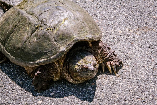 Turtles such as this old snapper live long lives. Their ancestors have been on Earth 40 times longer than man. Our network of roads without over or under passes is doing many in. Their corpses especially this time of year are rotting on our roadsides. [Courtesy Photo / Judy Schneider]