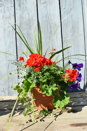 This ready-made patriotic pot at Barner's Farmer Market has red geraniums, purple petunias, dusty miller, a spike and vinca vine. [SUE SCHOLZ/CONTRIBUTED PHOTO]