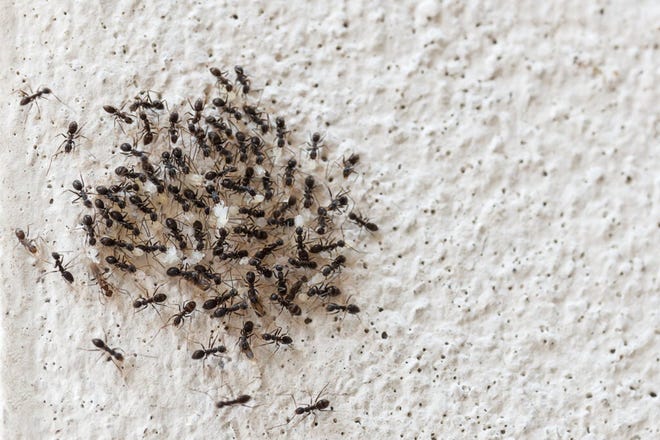 If you can't get rid of ants on your own, a pro can finish the job. [TRIBUNE NEWS SERVICE]