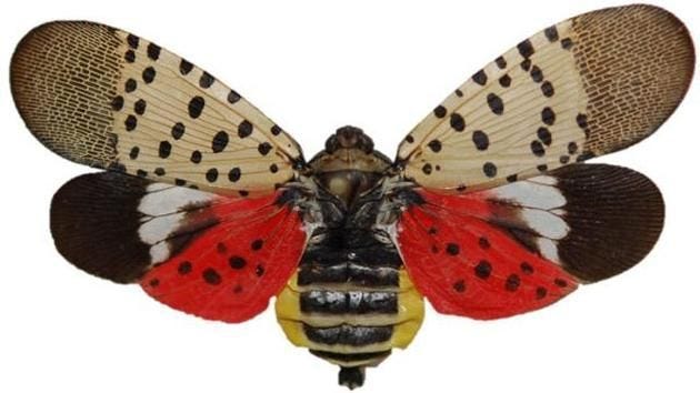 The Spotted lanternfly has been spotted in Upper Bucks County and parts of Montgomery County.