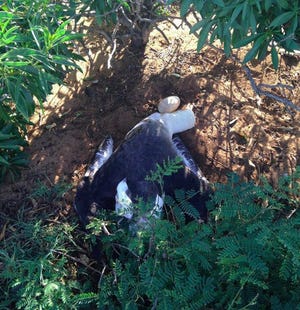 An albatross lies dead in its nest after the December 2015 killings. [Hawaii Department of Land and Natural Resources handout photo]