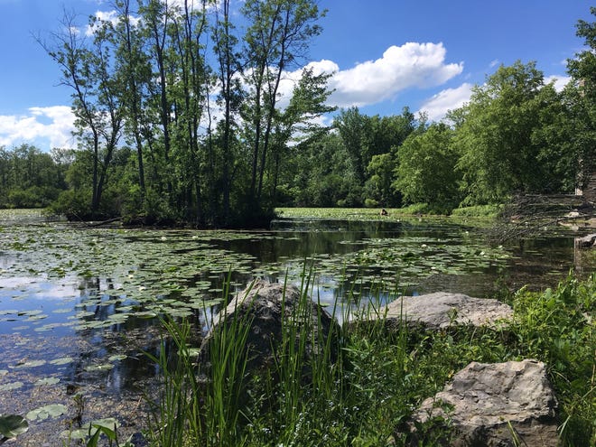 Sapsucker Woods Pond, in Ithaca, N.Y. [Courtesty of Scott Turner]
