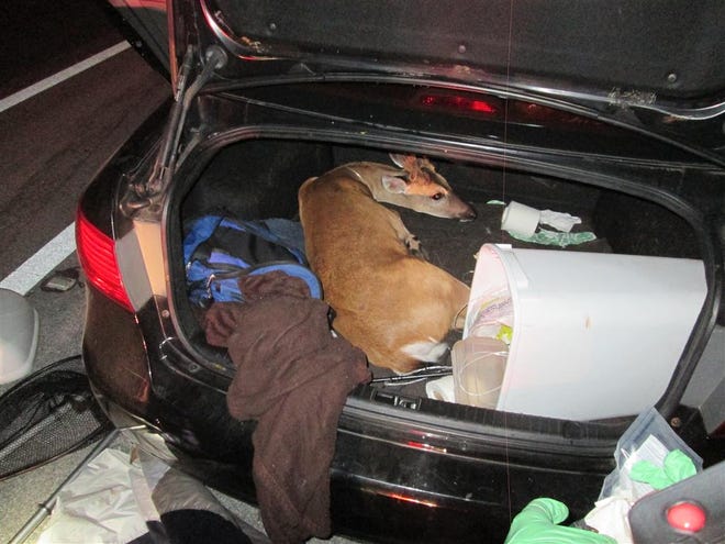 Two men have been arrested after a Monroe County deputy pulled over their car on Little Torch Key for having a tail light out. The deputy reported finding two doe in the back seat and the buck in the trunk. One of the deer had to be euthanized.
