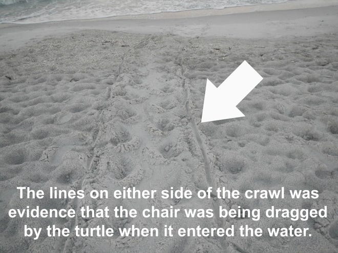 A photo provided by Mote Marine Laboratory shows a nesting loggerhead turtle track Thursday on Longboat Key. The track also appears to indicate the turtle was entangled in a piece of beach furniture, according to Mote.