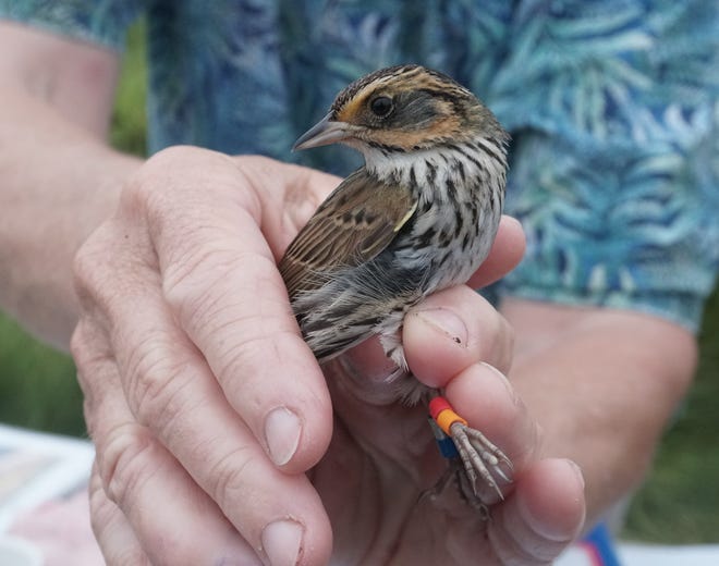 Robinson crimps a color coded band onto the leg of a female saltmarsh sparrow.