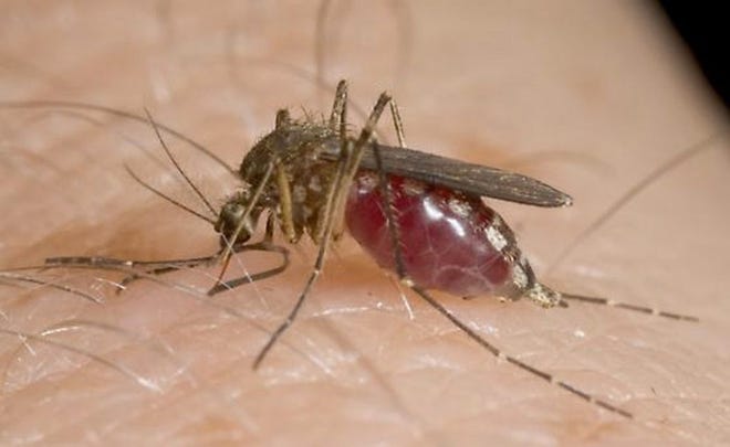 The Aedes vexans mosquito can carry West Nile virus. [FILE PHOTO]