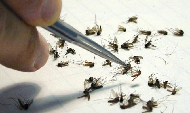 Mosquitoes carrying the West Nile virus, like these insects pictured in New York, have been found in Fairhaven, prompting a warning from public health officials. [AP file photo]