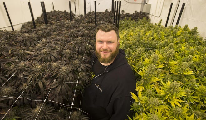 Mike McGowan, who started as a home grower, now grows for King’s Cannabis; he has both an indoor grow and an outdoor/greenhouse grow. (Collin Andrew/The Register-Guard)
