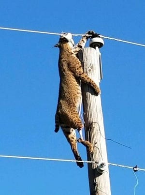 A crew from Wheatland Electric found the bobcat atop a 35-foot utility pole near Lakin. The animal came into contact with a pair of electrified lines and died immediately. (Facebook/Chris Oliver)