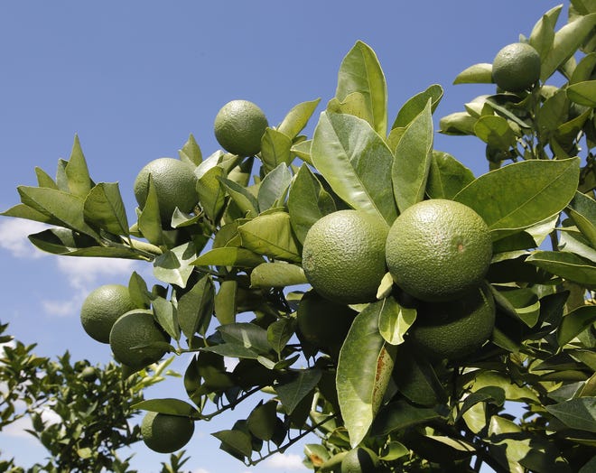 Crop developing on a 3-year-old Midsweet orange tree at the Peace River Packing Company grove near Fort Meade, Florida June 24, 2015. The final forecast of the 2016-2017 season for Florida's struggling citrus industry shows the orange crop falling 16 percent from the previous season — which, itself, had been at a five-decades low. [PIERRE DUCHARME / GATEHOUSE MEDIA]