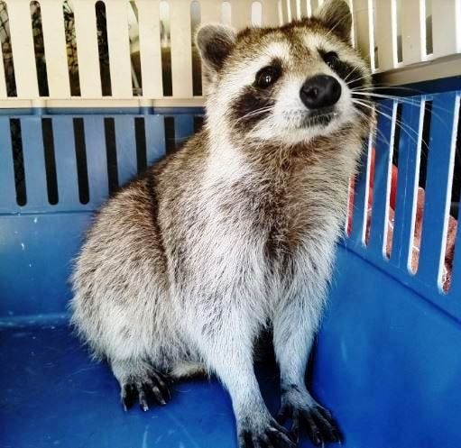 A raccoon forced her way into a car Wednesday morning in Manatee County to give birth to two cubs. Mother and babies were rescued by Wildlife Inc. volunteer and taken to safety. [PROVIDED BY DEVON STRAIGHT]