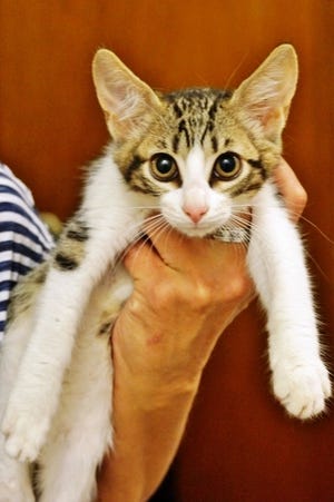 Helena is looking for a forever home. To meet her, call 781-393-9995 or email kc@kittyconnection.net. [Courtesy Photo]