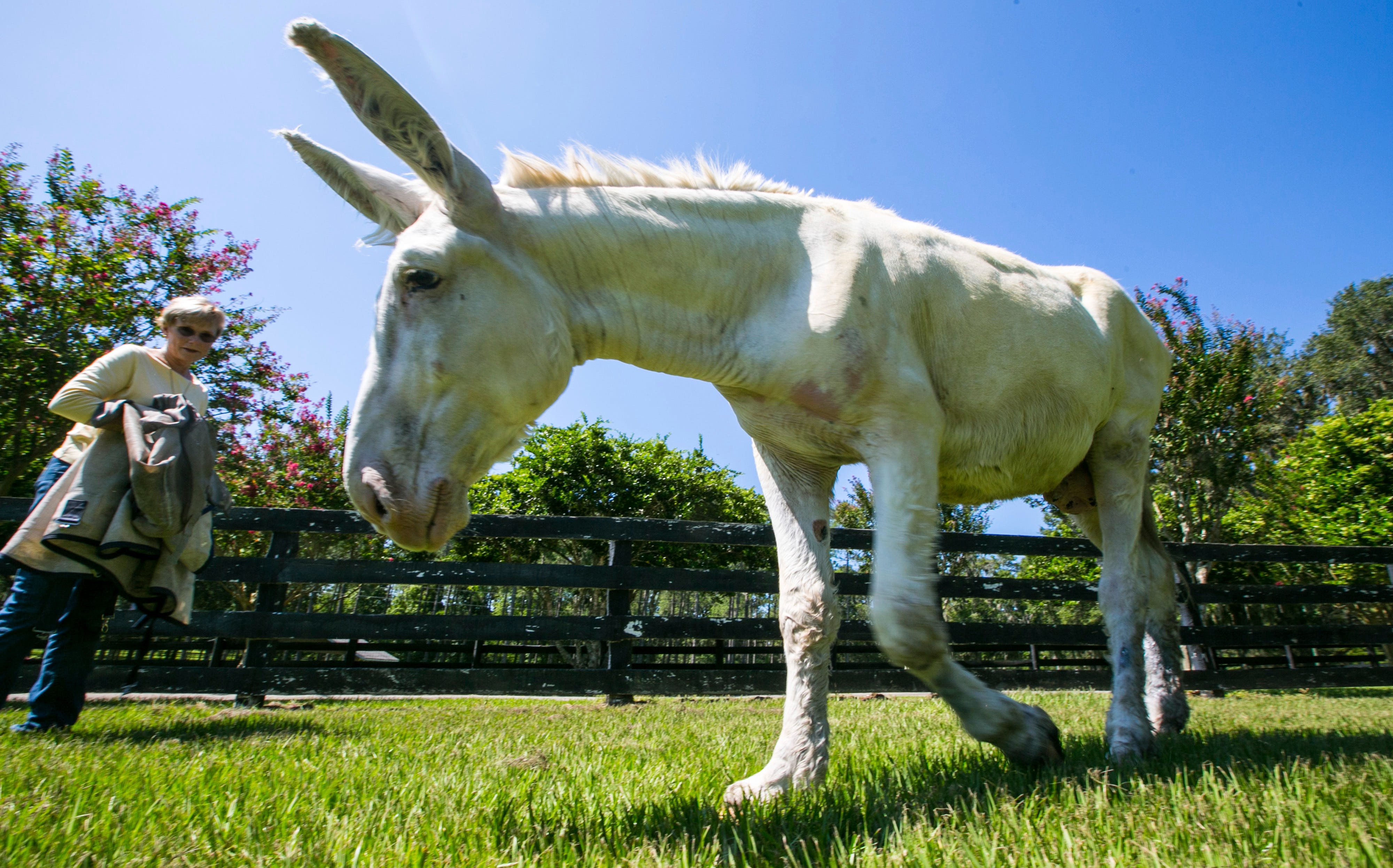 Gaited mammoth donkeys are unique breed Gaited mammoth donkeys are unique breed