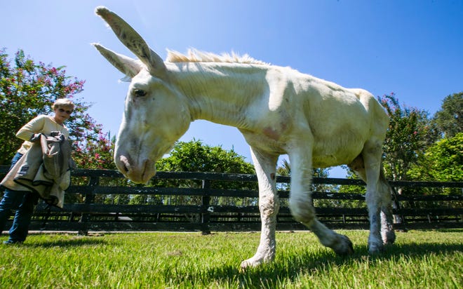 Nancy Graham talks about her mammoth jack stallion El at Ever Green Farm in Ocala. The Grahams raise gaited mammoth donkeys. [Alan Youngblood/Ocala Star-Banner via AP]