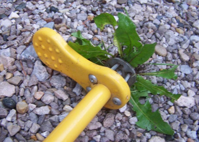 One of my favorite weeding tools is this weed puller. Most of the time it will even get all of the root. Great for dandelions.