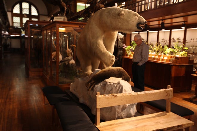 Taxidermy from the 19th and early 20th centuries at the Fairbanks Museum in St. Johnsbury, Vermont [Steve Stephens/Dispatch]