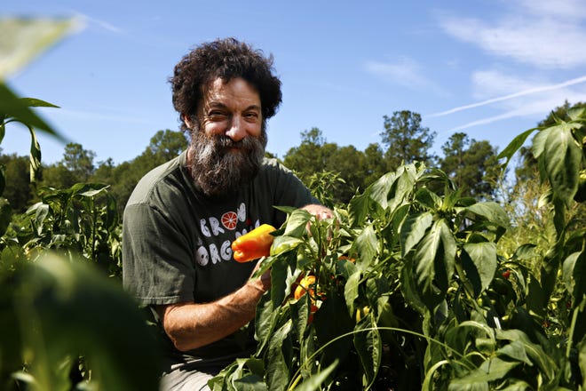In this July 7 photo, Marty Mesh, executive director of Florida Organic Growers, poses with a pepper plant at Siembra Farms in Gainesville. Mesh helped form the nonprofit organization to educate farmers and the public about organic production through programs and initiatives. [ANDREA CORNEJO / GATEHOUSE MEDIA]