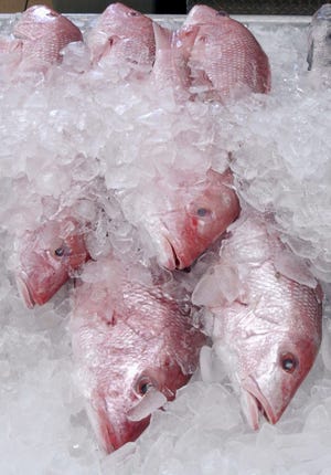 Whole red snapper are shown for sale at a seafood market in Pensacola. Two environmental groups have sued the federal government for stretching the red snapper season for recreational anglers while acknowledging that could add years to the species' recovery from nearly disastrous overfishing. [AP FILE PHOTO]