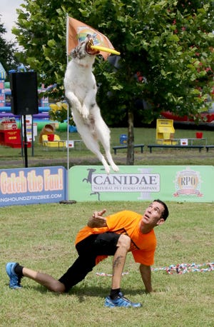 Jeff Wright of the world renowned Flying Houndz Frizbee Trick Dog Show works with Gizmo, his 7-year-old Border Collie on Saturday, July 15, 2017, during the Paws In The Park/Paws In The Pool at Ben Geren Regional Park. The Sebastian County Humane Society fundraiser included a doggie amsement park, dog obstacle course, dog jog/walk, carnival games, dog adoptions and vendors selling food and drinks. [JAMIE MITCHELL/TIMES RECORD]