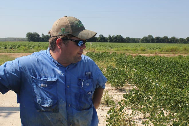 In this Tuesday, July 11, 2017, photo, East Arkansas soybean farmer Reed Storey looks at his field in Marvell, Ark. Storey said half of his soybean crop has shown damage from dicamba, an herbicide that has drifted onto unprotected fields and spawned hundreds of complaints from farmers. (AP Photo/Andrew DeMillo)