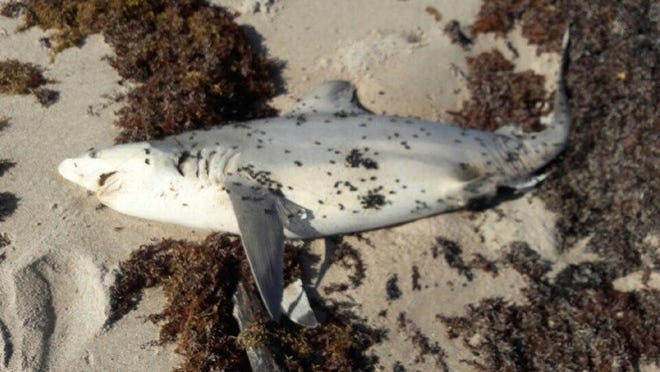 A shark volunteers found July 15 on a North End beach. Courtesy Friends of Palm Beach
