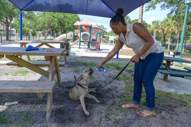 Jamiya Barnes of Sarasota gives some water to her dog under a shade structure at Mary Dean Park in Sarasota after the park underwent improvements in 2013. Under a new city rule, dog owners must keep their pets on leashes in city parks that don't have a fenced-in dog area. [HERALD-TRIBUNE ARCHIVE / DAN WAGNER / 2013]