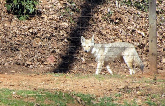 A by-stander captured a photo of a coyote lurking around a fenced area in the Shelby city limits in 2011. [Special to The Star]