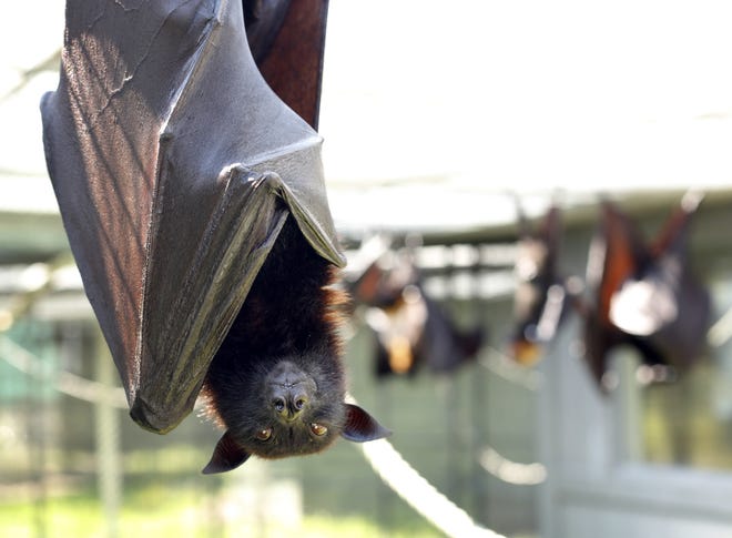Bats, the only mammals that can fly, will be discussed with the Florida Bat Conservancy from 7:30 to 9 p.m. Friday at Dade Battlefield Historic State Park, 7200 Country Road 503 in Bushnell. [GATEHOUSE MEDIA FILE]