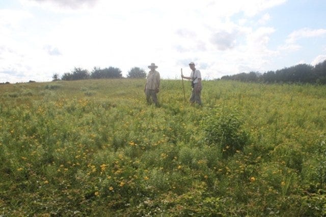 The Prairie Preservation Society of Ogle County will host weed and seed workshops at 6 p.m. July 26, 2 p.m. Aug. 8 and 9 a.m. Aug. 12 at Sand Ridge, 2879 S. Daysville Road. [PHOTO PROVIDED]