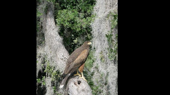 A hawk rests on a tree at the Santa Ana National Wildlife Refuge near Alamo, Texas, May 9, 2007. Wildlife enthusiasts fear this site could be spoiled by the fences and adjacent roads the U.S. government plans to erect along the Mexican border to keep out illegal immigrants and smugglers.