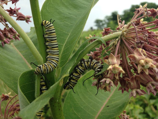 Monarch caterpilllars on milkweed. [PHOTO BY MARY RICHMOND]
