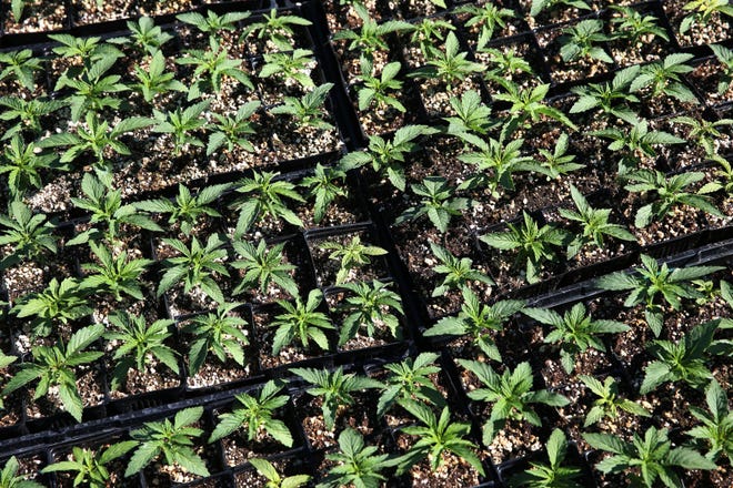 Marijuana plants wait in their four inch pots wait to be transplanted at a growing operation owned by OneGrow Investment Group. (Chris Pietsch/The Register-Guard)