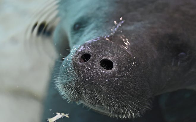 Snooty, the resident manatee at the South Florida Museum in Bradenton, turned 69 on Friday and the museum threw a birthday bash for him Saturday. Snooty, the oldest-known living manatee in the world, celebrated with extra lettuce and a tiered vegetable and fruit cake. [HERALD-TRIBUNE STAFF PHOTO / THOMAS BENDER]