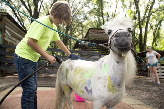 Brayden Hill, 12, washes paint off a horse after the kids are done playing the painting game at Lil' Bit of Life camp on Tuesday. Older kids often help the younger kids learn how to do specific duties. [CINDY DIAN / CORRESPONDENT]