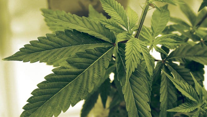 In this June 17, 2015 photo, marijuana plants grow at LifeLine Labs in Cottage Grove, Minn. (Jim Mone/AP)